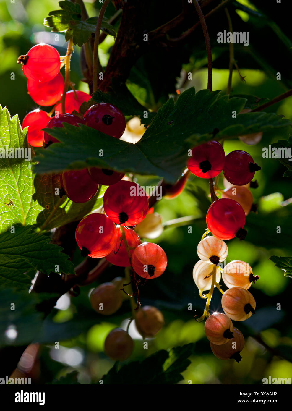 Growing redcurrant hi-res stock photography and images - Alamy