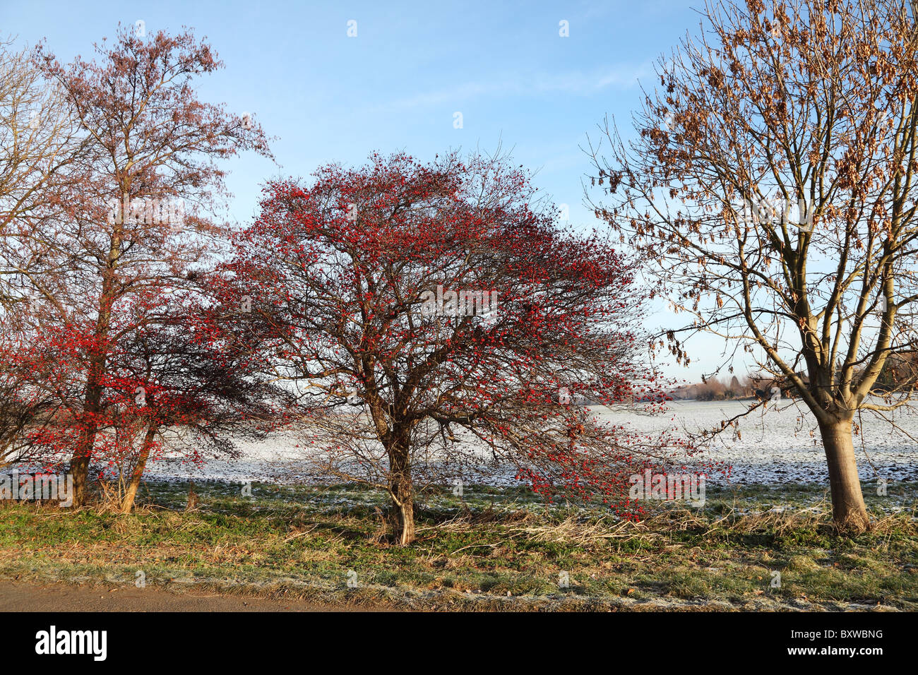 Rowan tree in berry in winter Stock Photo