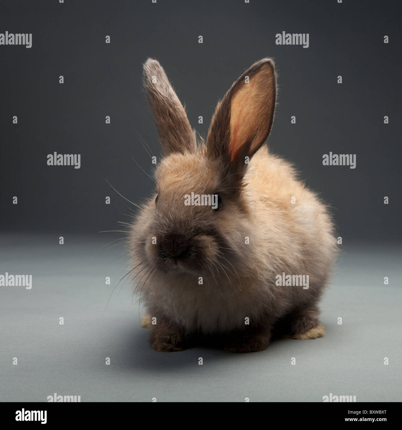 Browm Baby Rabbit brown baby rabbit on gray background Stock Photo - Alamy