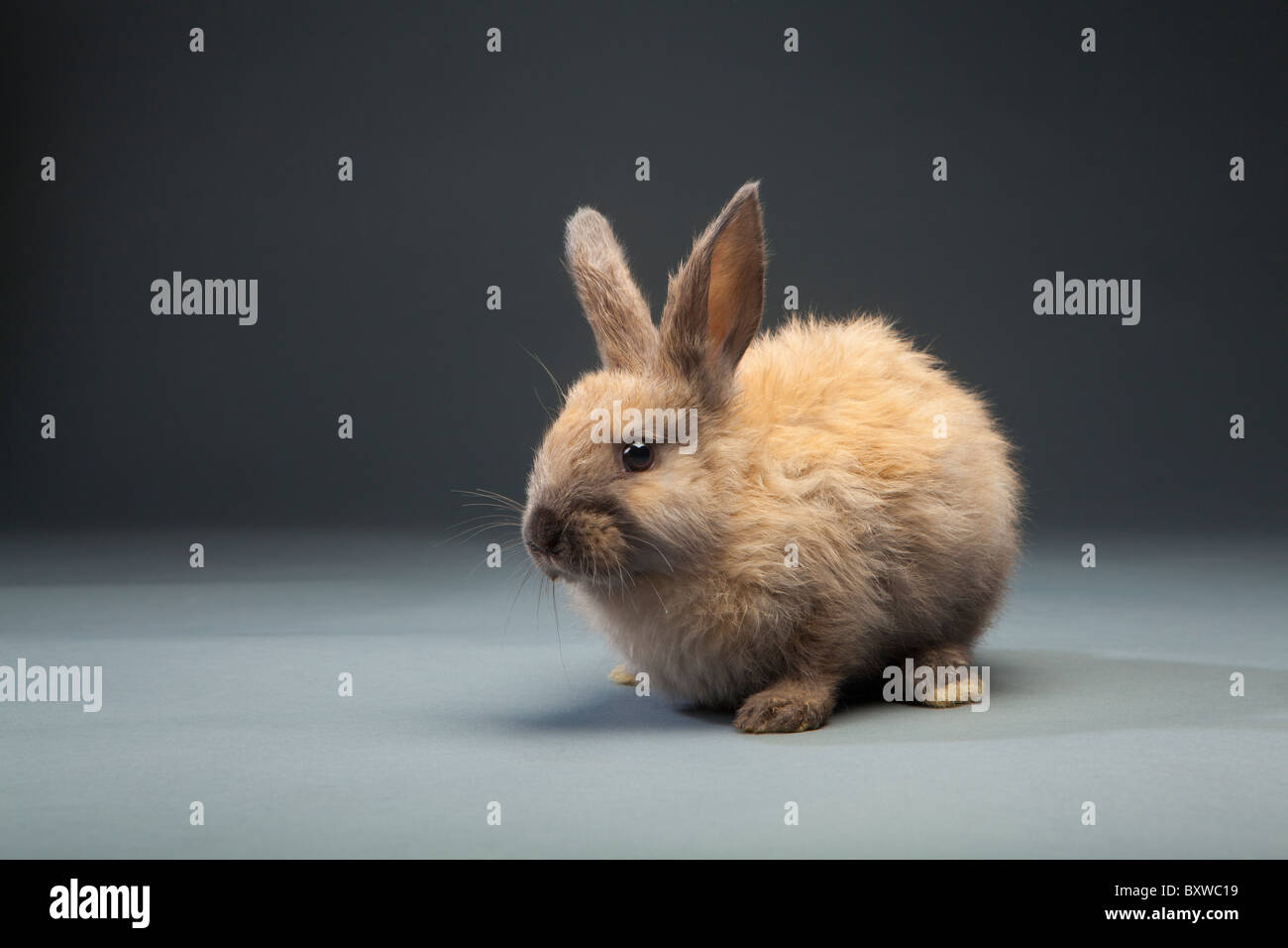 brown baby rabbit on gray background Stock Photo