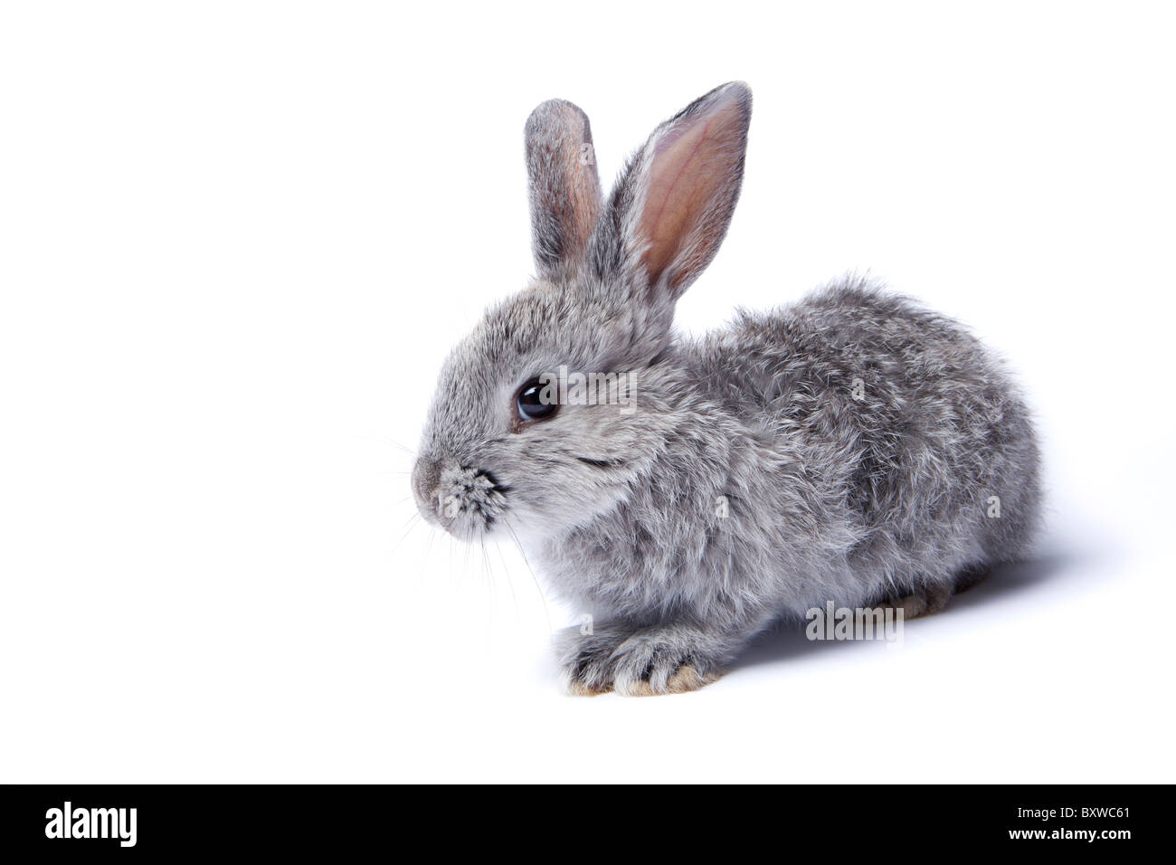 gray baby rabbit isolated on a white background Stock Photo
