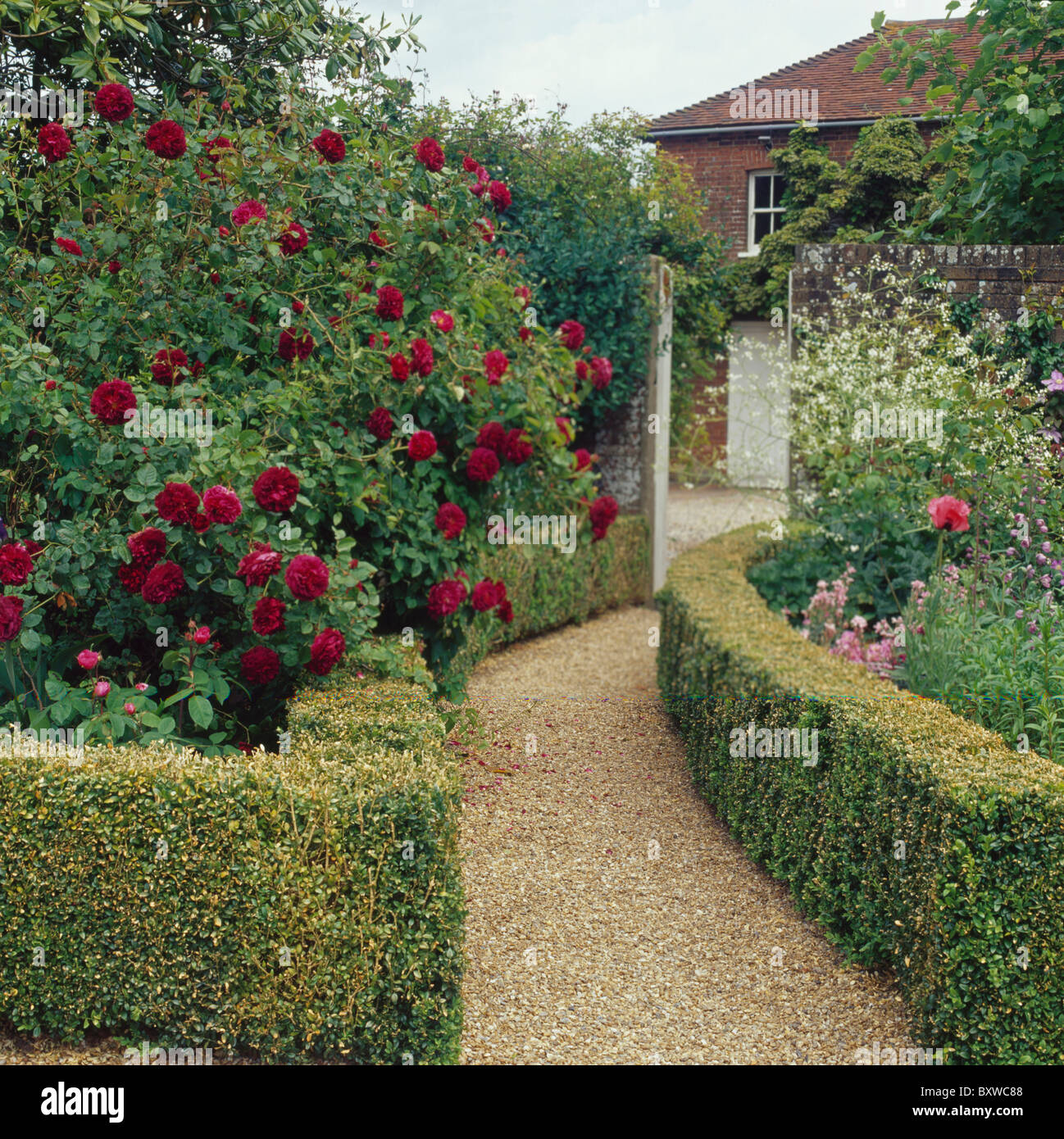 Gravel path between clipped box hedge edging border with red roses in