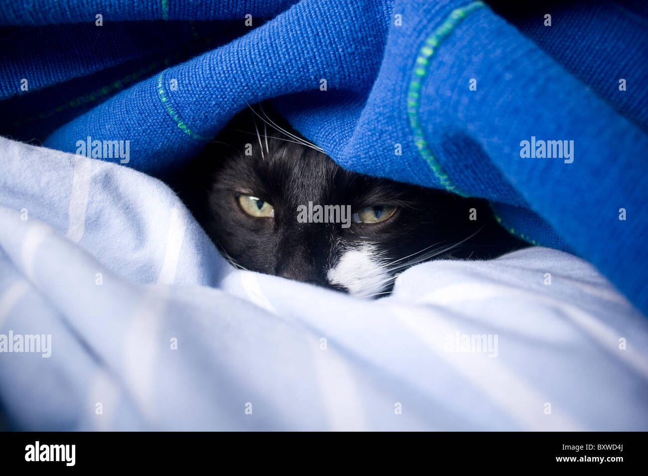 Cat peeking from under blanket Stock Photo - Alamy