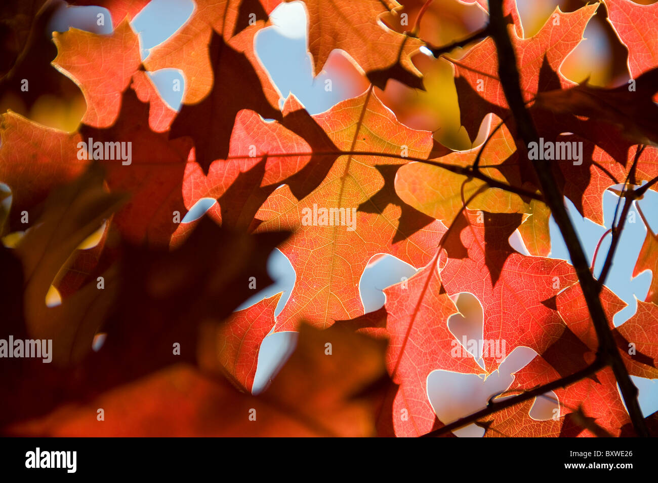 Autumn leaf colours in Canberra Australia Stock Photo