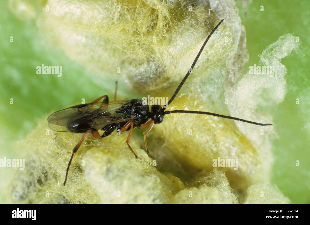 Braconid wasp (Cotesia glomerata) newly hatched adult, parasite of cabbage white butterfly Stock Photo