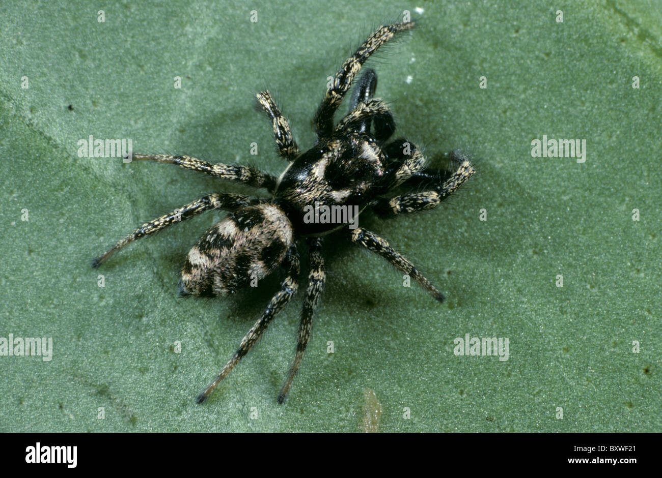 Male zebra jumping spider (Salticus scenicus) Stock Photo