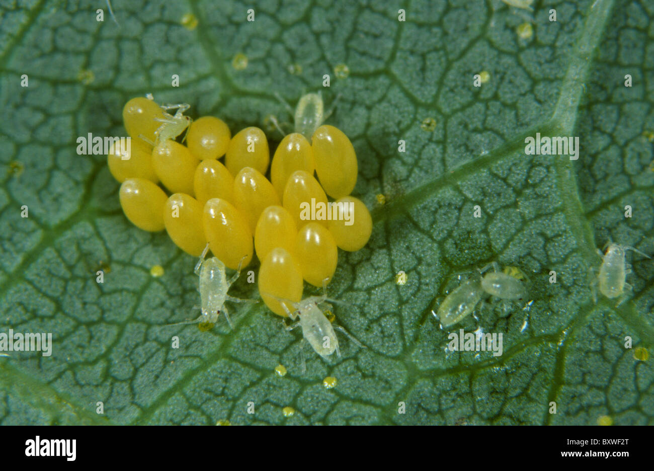Yellow Aphid Eggs