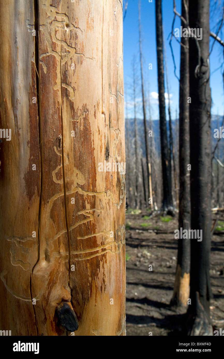 Mountain pine beetle damage to a lodgepole pine along the Magruder Corridor in the Selway-Bitterwoot Wilderness, Idaho, USA. Stock Photo