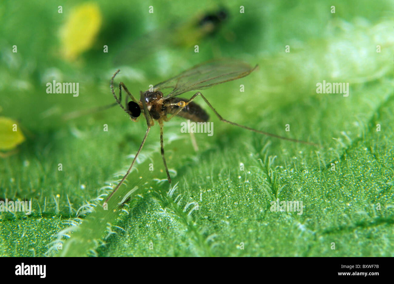 Adult predatory midge (Aphidoletes aphidimyza) larvae are aphid predatord Stock Photo