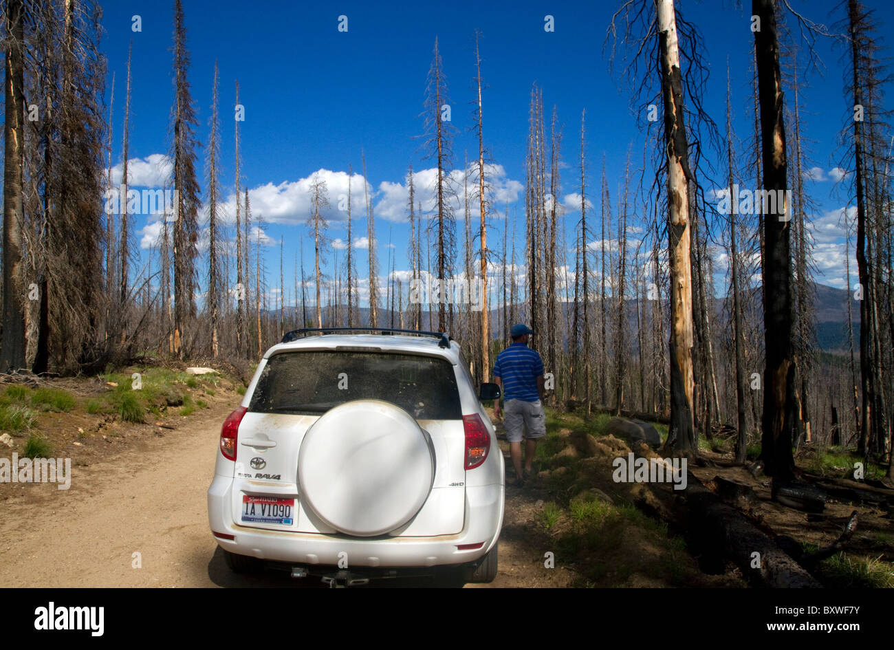Area burned by forest fire along the Magruder Corridor in the Selway-Bitterwoot Wilderness, Idaho, USA. Stock Photo