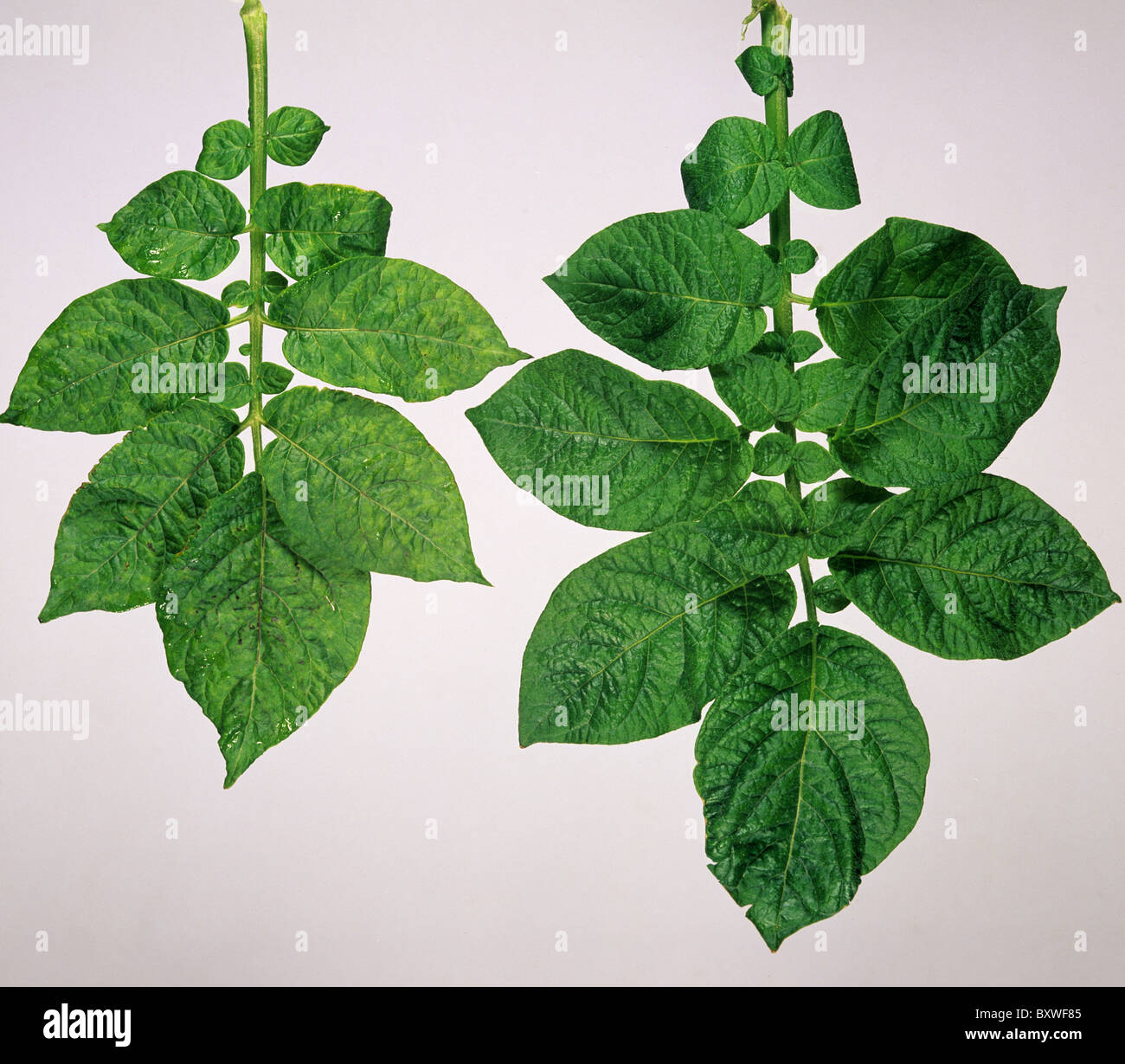 Potato virus VN, comparison of severe & mild symptoms on two potato leaves Stock Photo