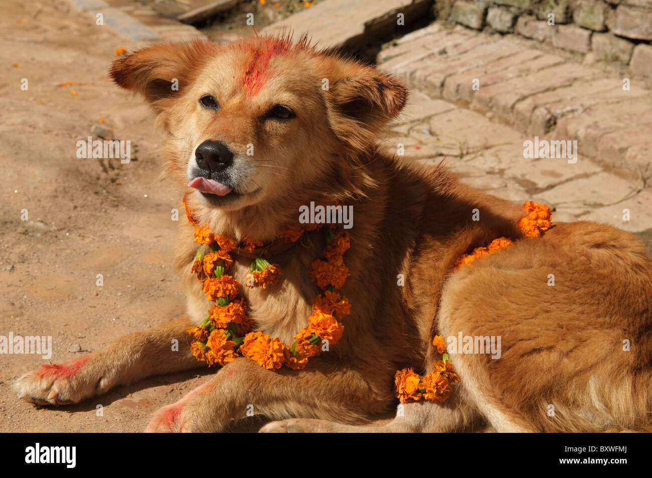 dog adorned with flowers and tikka for the Tihar festival in Kathmandu, Nepal Stock Photo
