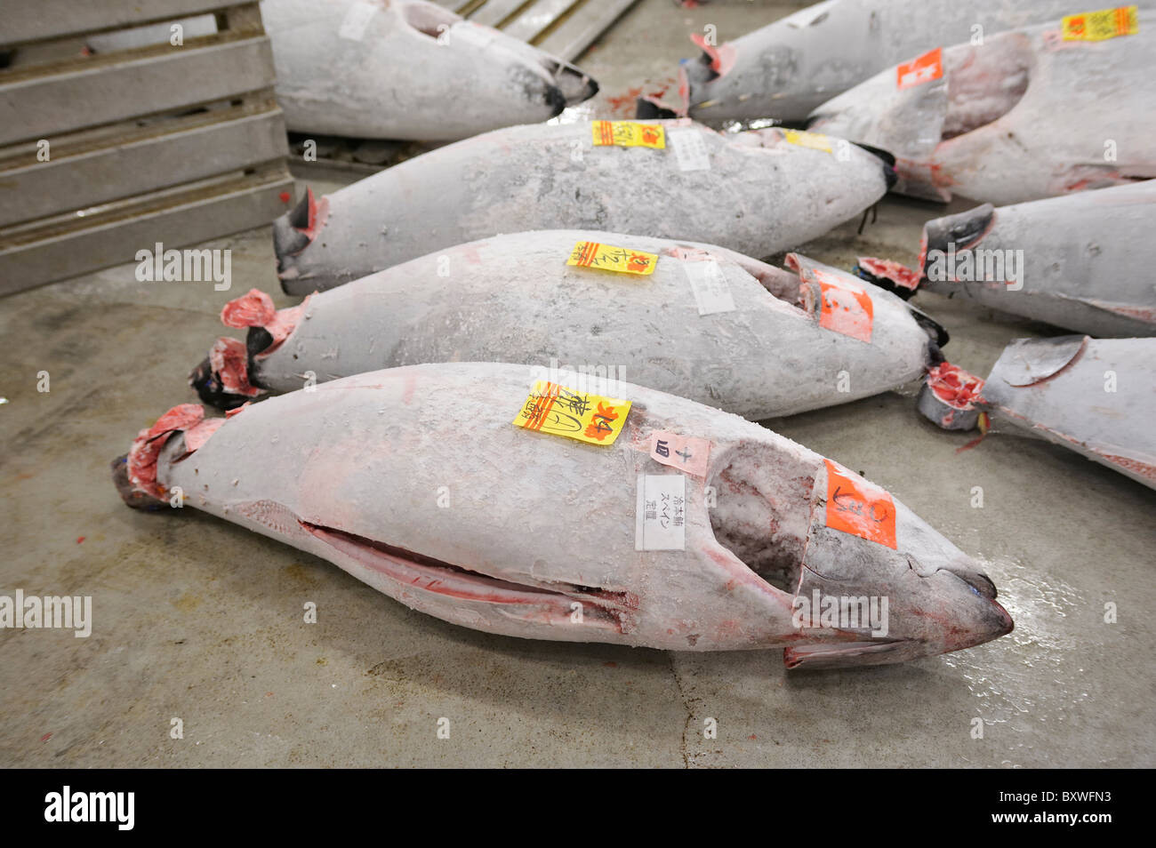 Frozen tuna on the ground at tuna auction, Tsukiji Fish Market, Tokyo