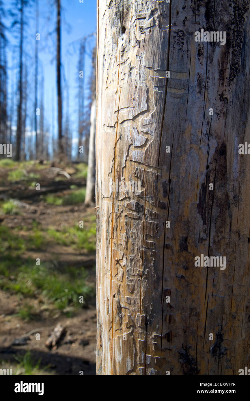 Mountain pine beetle damage to a lodgepole pine along the Magruder Corridor in the Selway-Bitterwoot Wilderness, Idaho, USA. Stock Photo