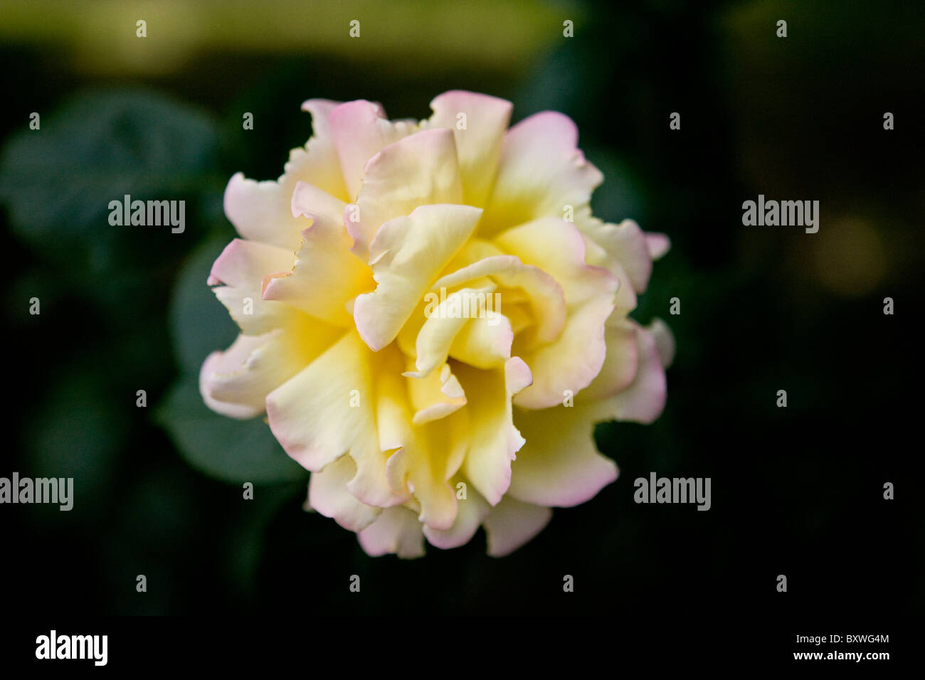 Close up cultivated rose flower scented fragrant bloom uk hires stock