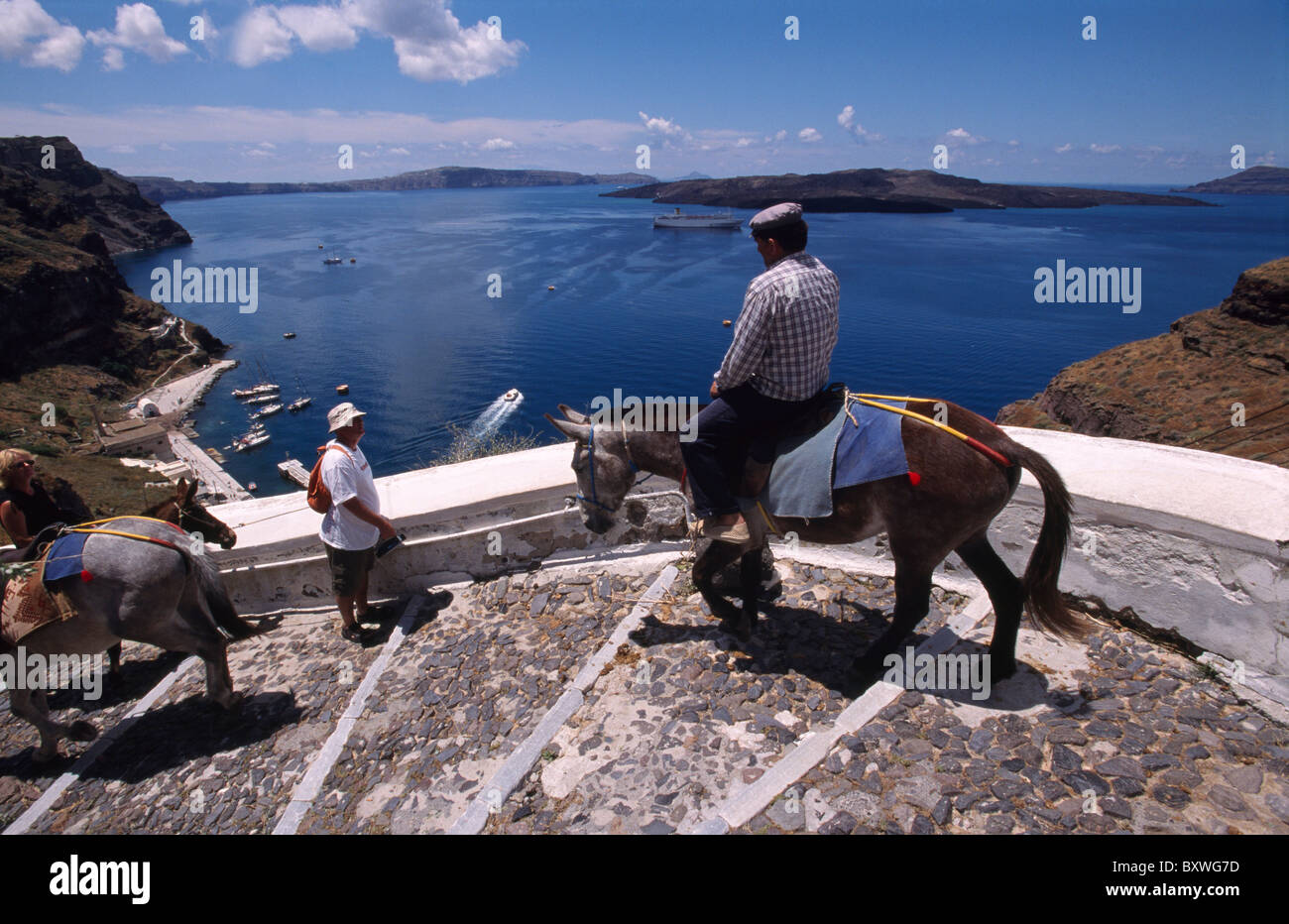 Mule for transportation of Tourist in Fira, Santorin (Santorini), Greece Stock Photo