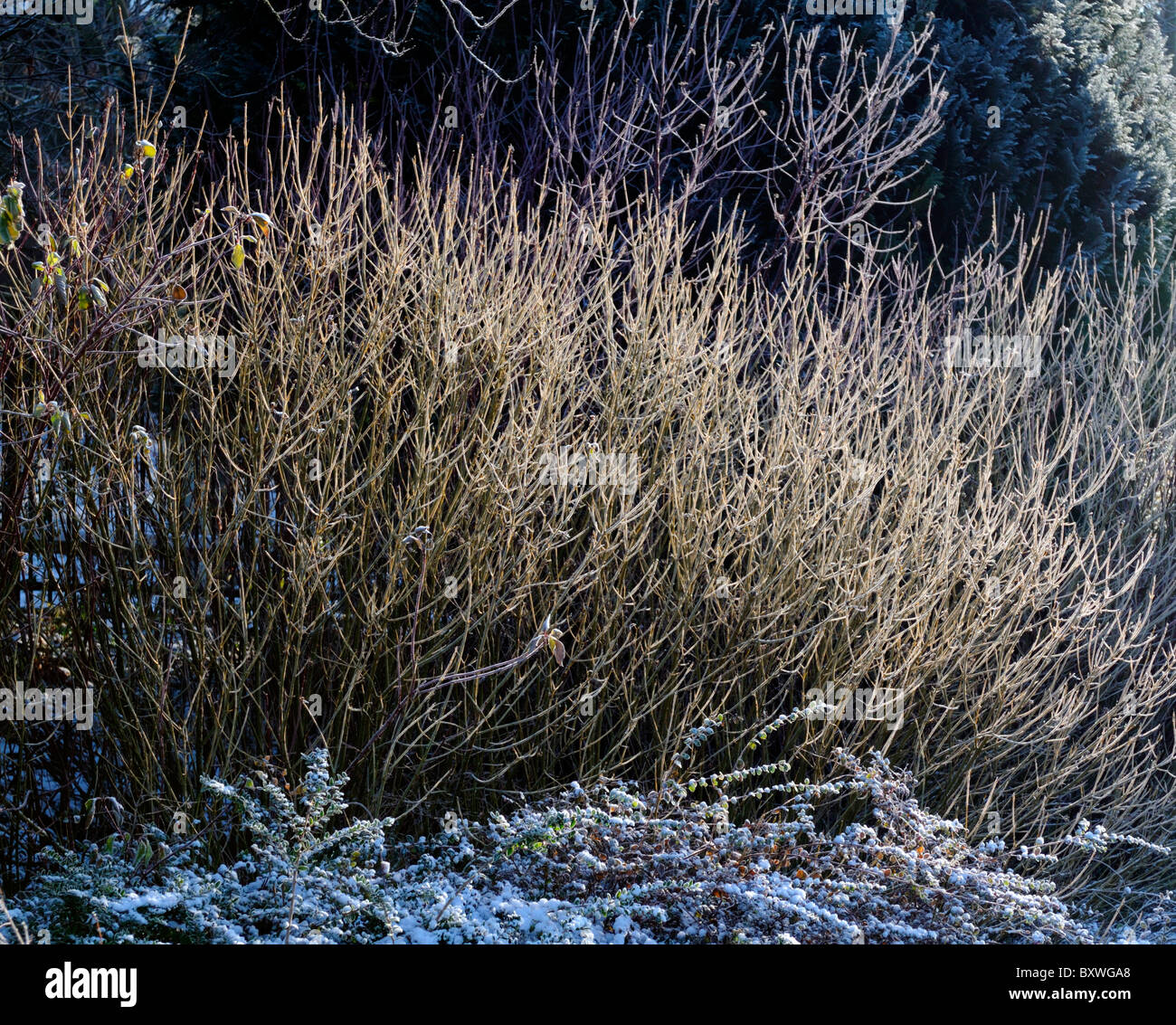 Twig Dogwood Cornus alba yellow Barked display snow ice frost  garden gardening winter Stock Photo