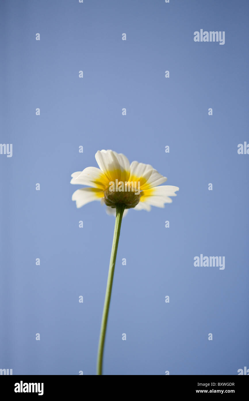 Crown daisies growing wild Stock Photo Alamy