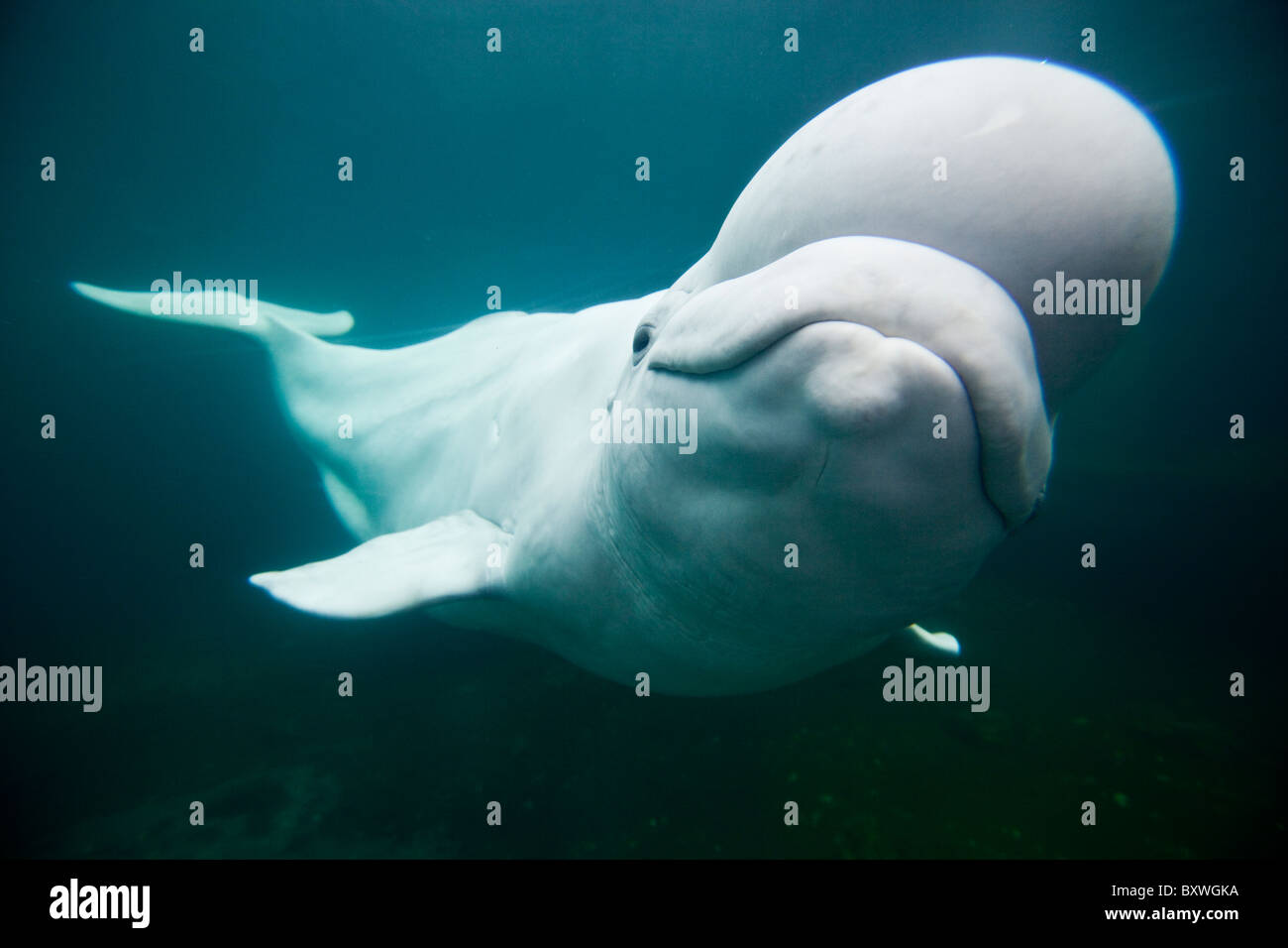 USA, Connecticut, Mystic, Captive Beluga Whale (Delphinapterus leucas) swimming inside large salt water tank at Mystic Aquarium Stock Photo