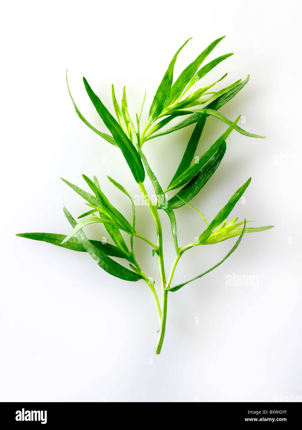 French tarragon hires stock photography and images Alamy