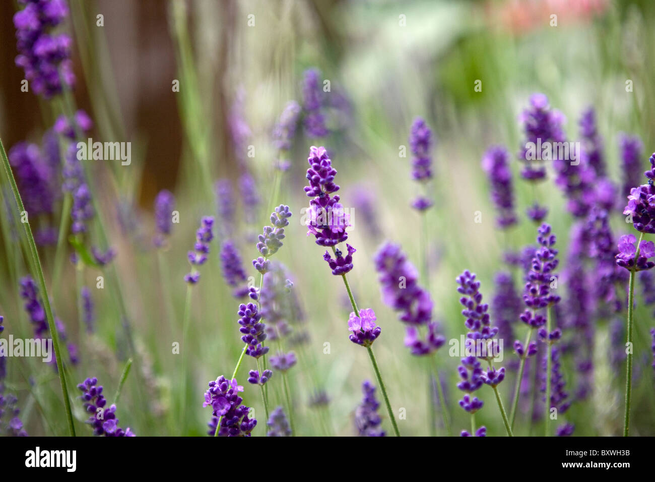 A Lavender plant Stock Photo
