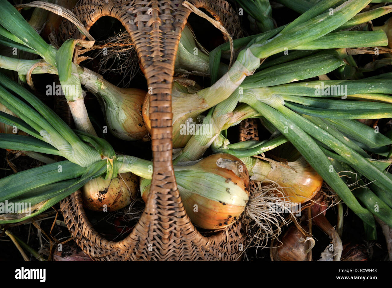 A crop of freshly pulled onions in a wicker basket from an English ...