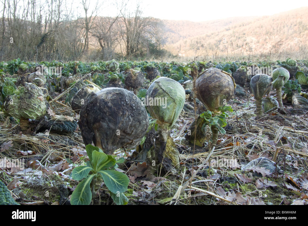 Frost damaged cabbage crop Stock Photo