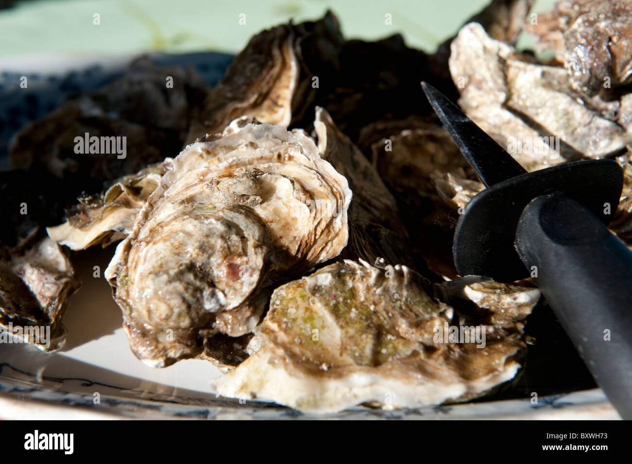 Stock photo of Oysters on a plate, open and ready for serving. Stock Photo