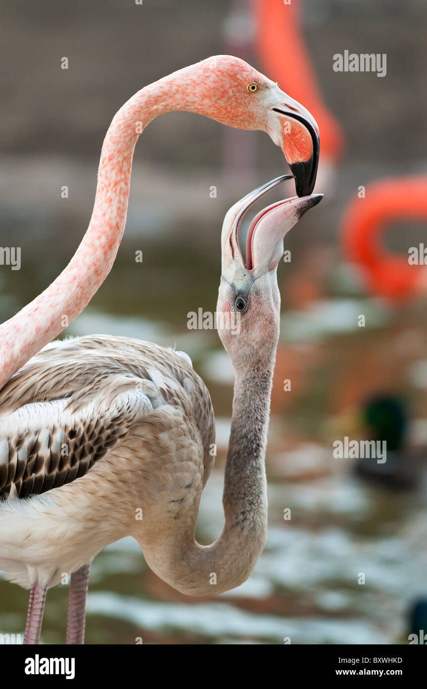 Closeup shot of Mother Flamingo Feeding her young Stock Photo Alamy