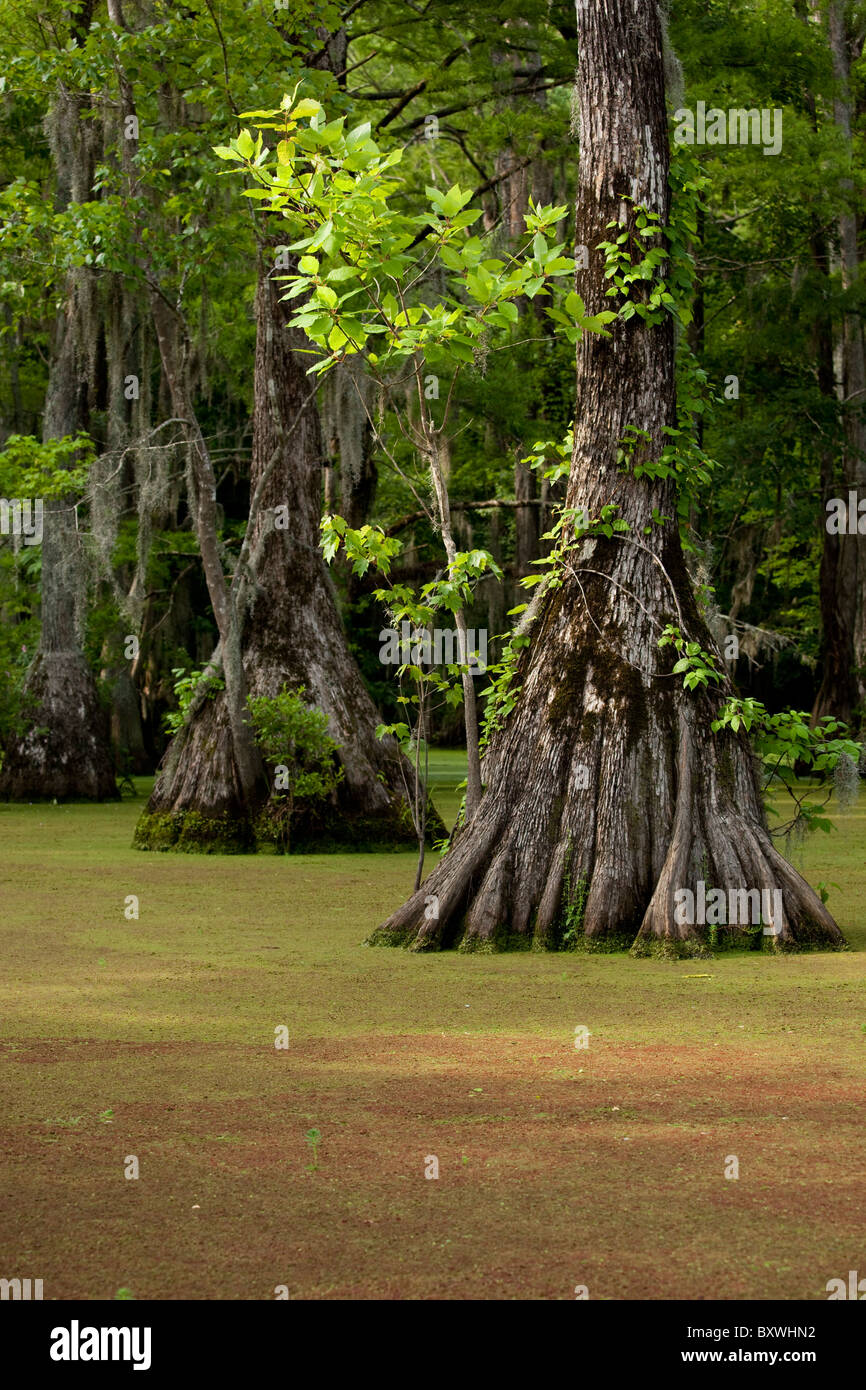 USA, North Carolina, Merchants Millpond State Park, Cypress trees