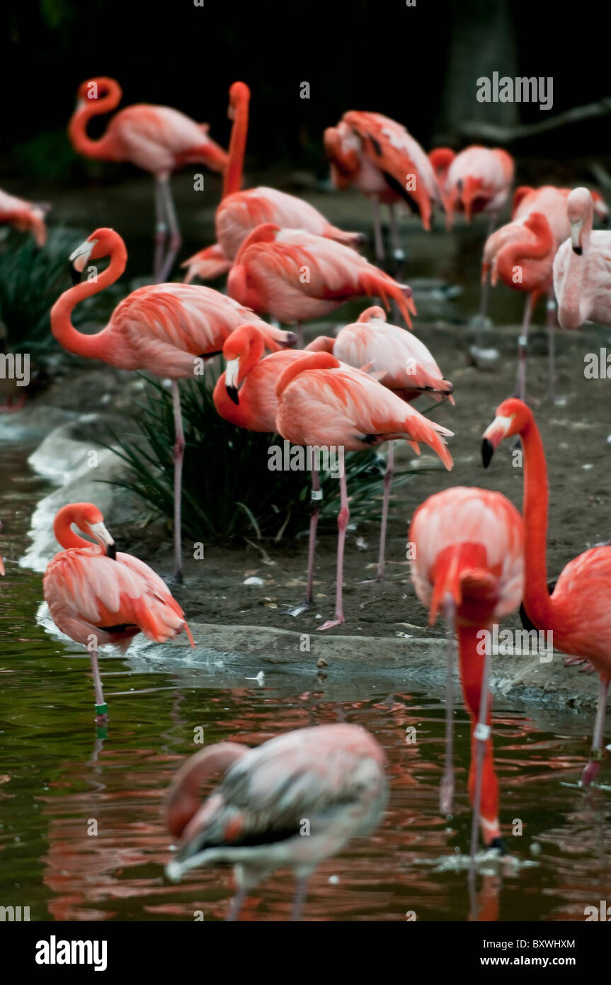 Flock of Beautiful Pink Flamingos standing at the edge of the lake Stock Photo