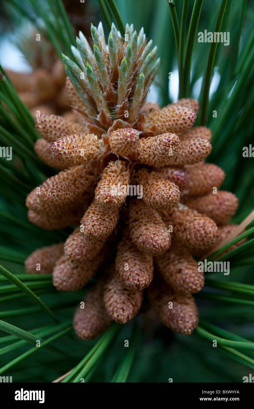 A male pine cone cluster from a Ponderosa Pine, scientific name Pinus ponderosa Stock Photo