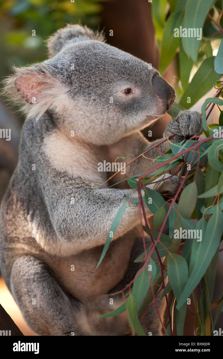 Young Koala Bear eating Eucaliptus Leaves Stock Photo Alamy