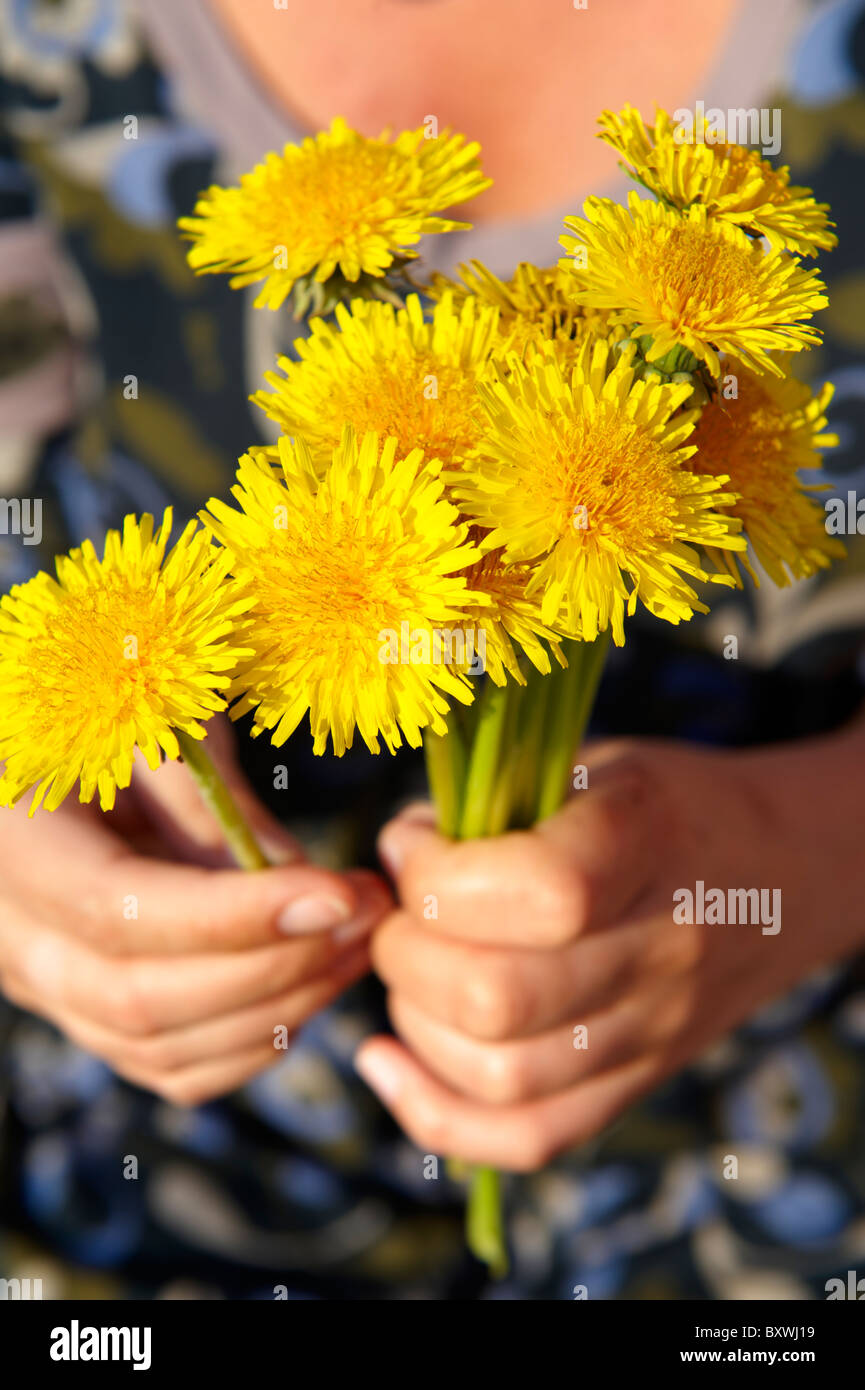 Bunch of dandelions being picked in the late spring Stock Photo