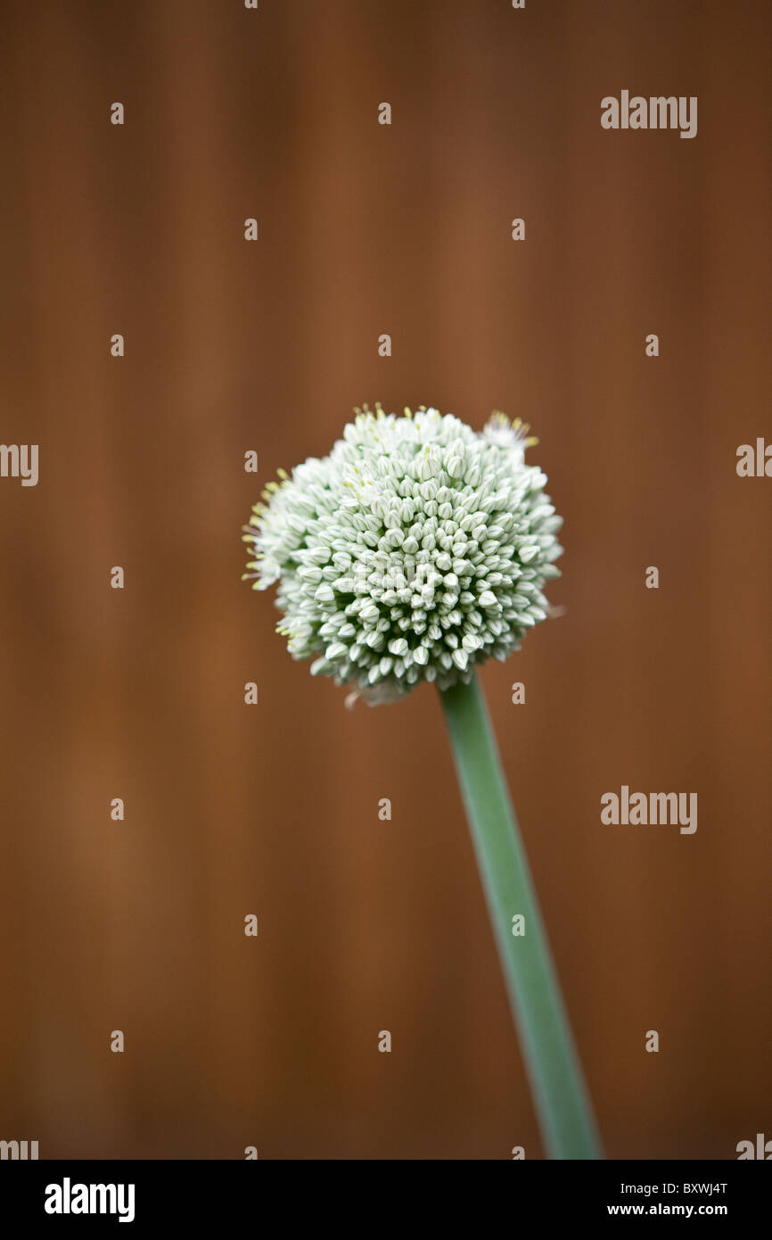 An onion flower head Stock Photo Alamy