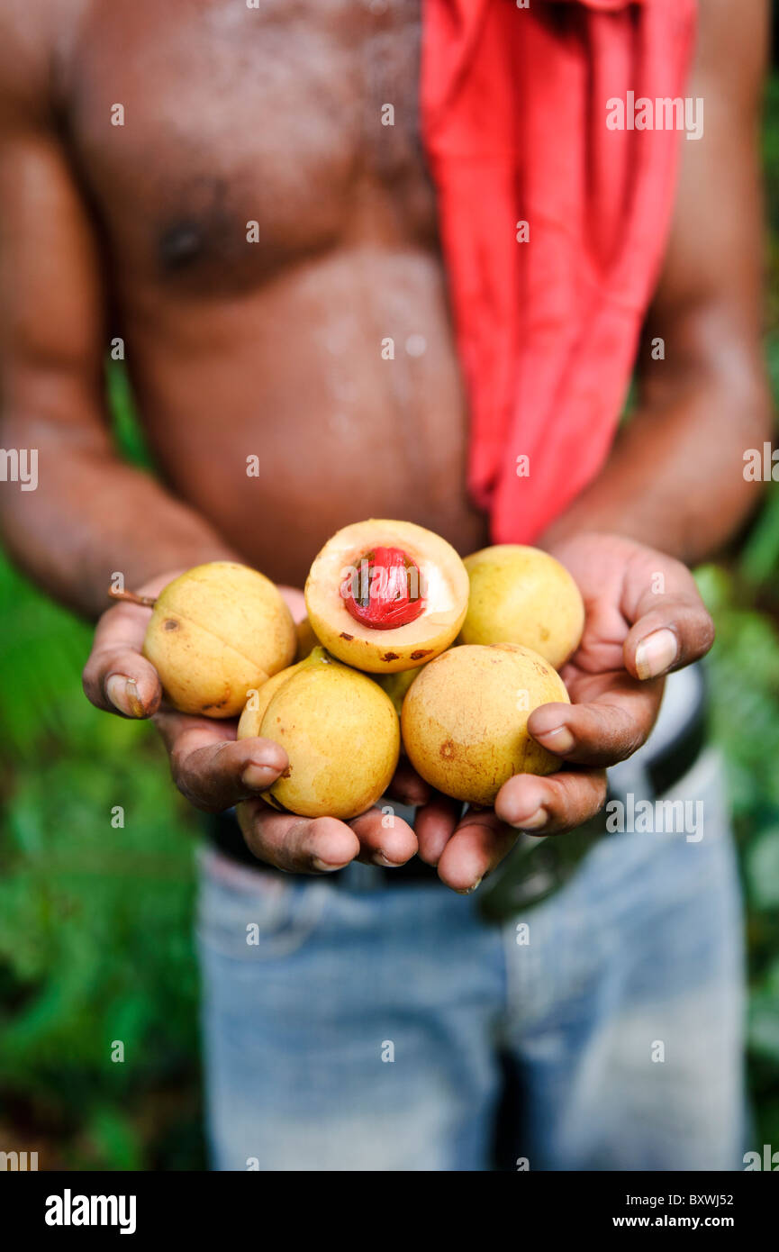 A man holding freshly harvested nutmeg and mace, Ambon, Maluku