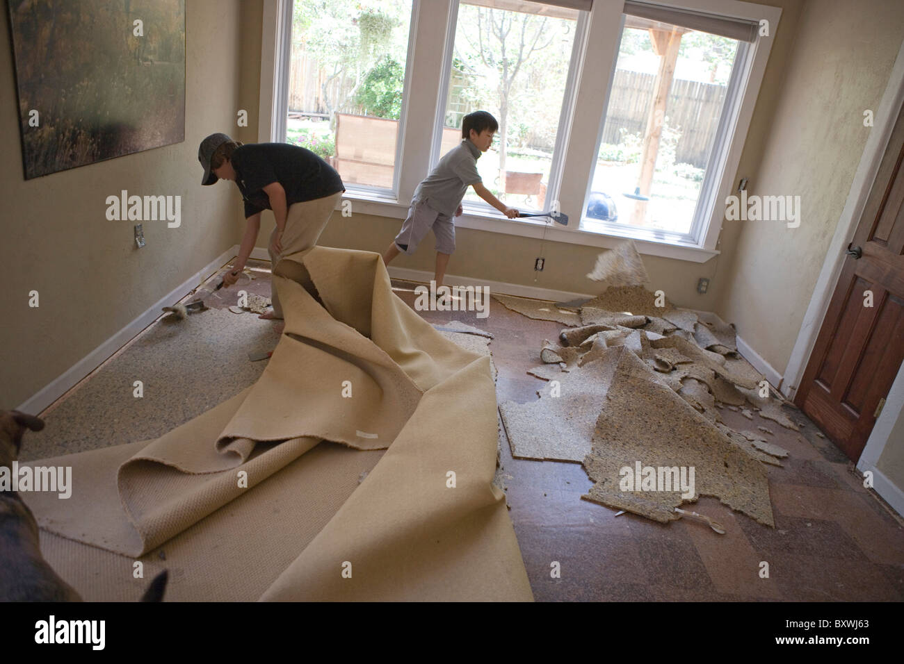 Two boys helping to remove carpet from a living room, scraping padding