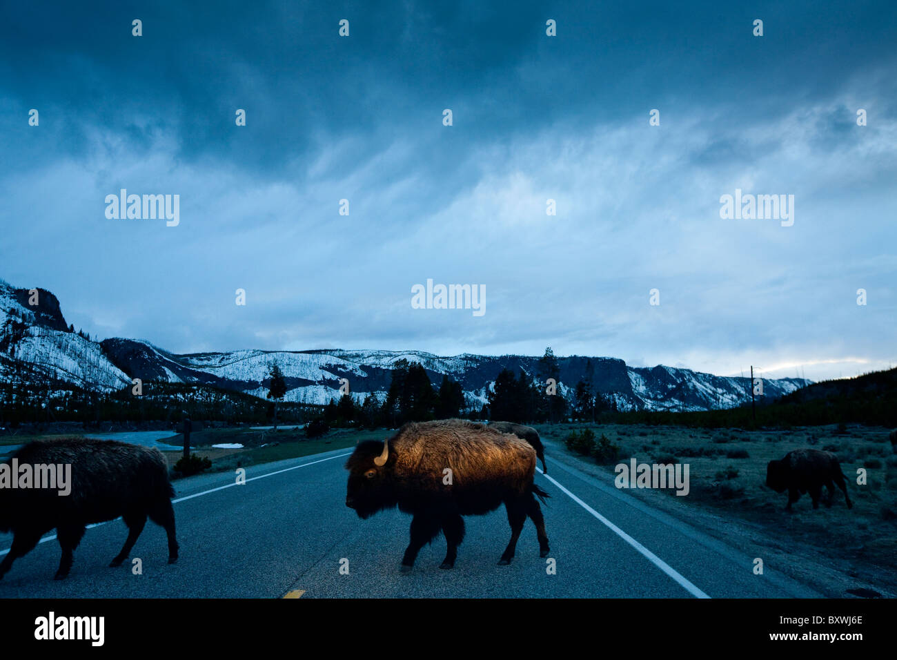 USA, Wyoming, Yellowstone National Park, Bison Herd steps into car headlights while crossing park road at dusk on spring evening Stock Photo