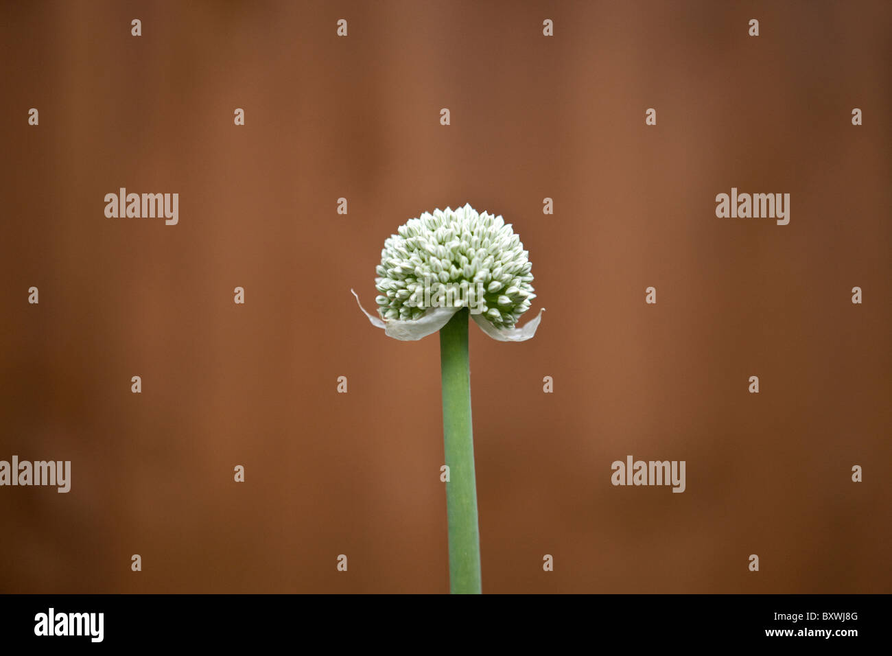 An onion flower head Stock Photo Alamy