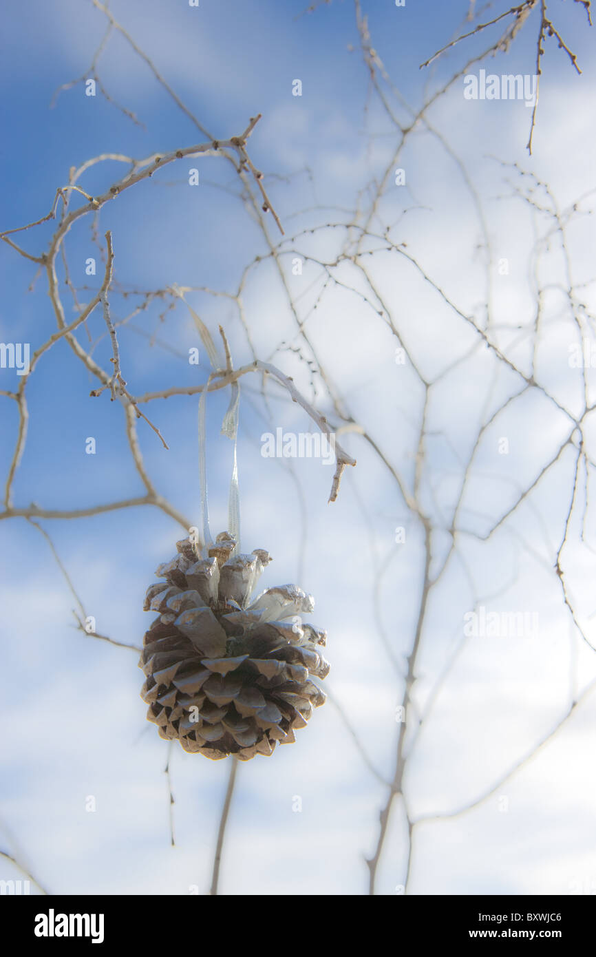 pine cone hanging on tree, Christmas ornament, winter. Stock Photo
