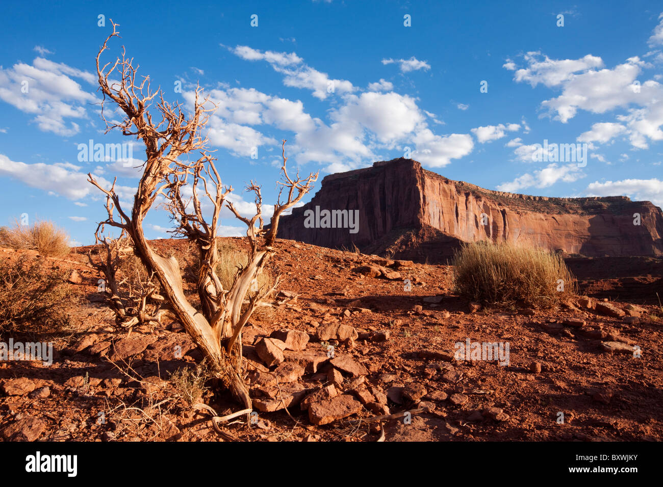 USA, Arizona, Monument Valley Navajo Tribal Park, Desiccated tree ...