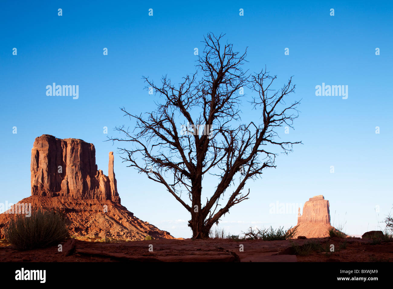 USA, Arizona, Monument Valley Navajo Tribal Park, Desiccated tree and ...