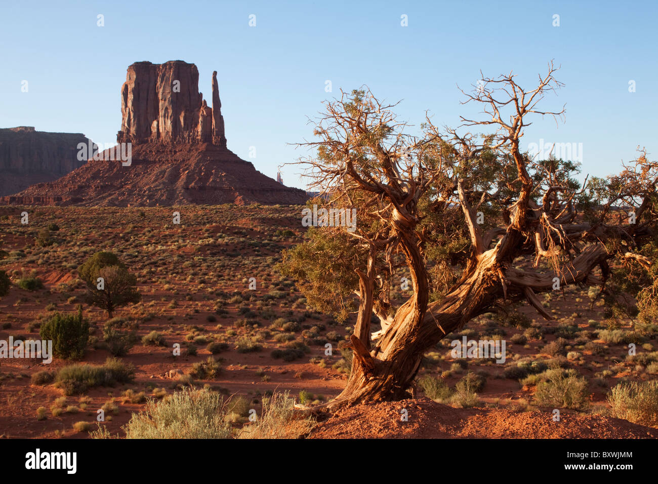 USA, Arizona, Monument Valley Navajo Tribal Park, Desiccated tree and ...