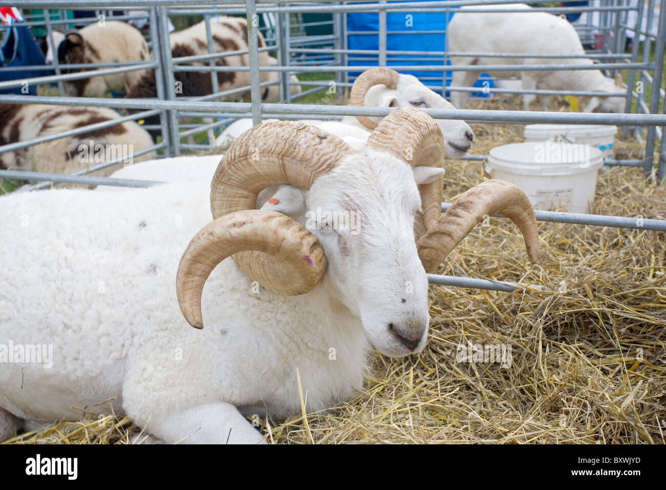 Sheep wiltshire hires stock photography and images Alamy