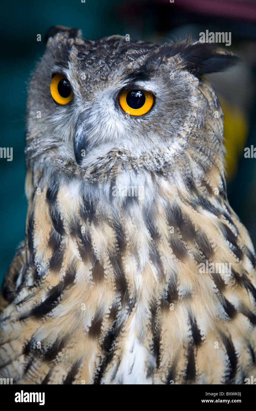 European Owl Stock Photo