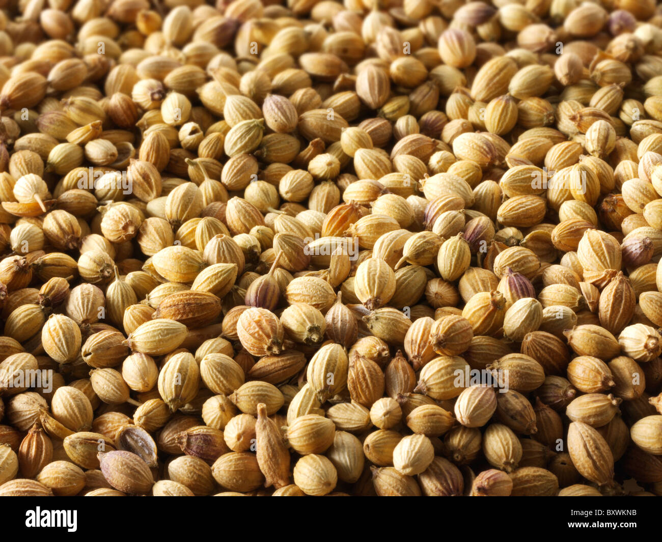 Coriander seeds. Stock Photos Stock Photo