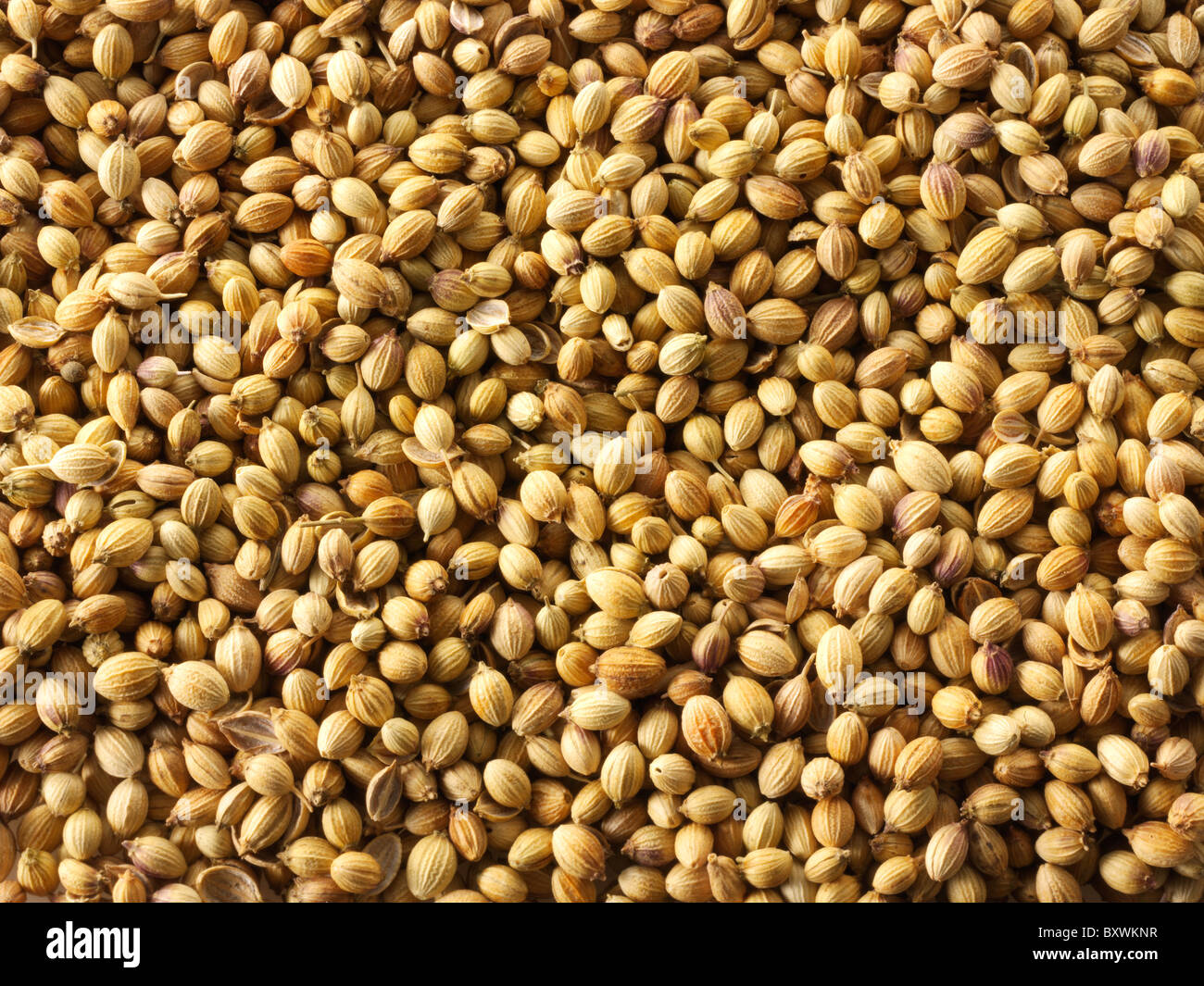 Coriander seeds. Stock Photos Stock Photo