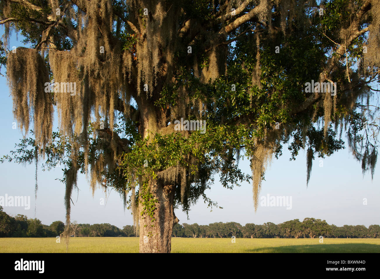 USA, Florida, Pineland, Spanish Moss covers oak trees at edge of grass