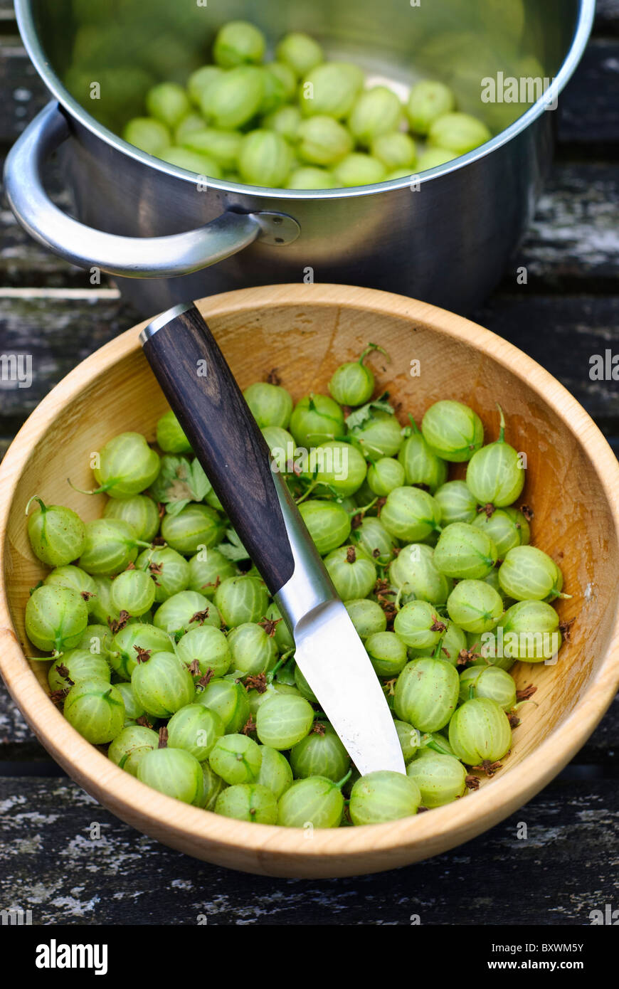 Preparing fresh homegrown gooseberries for cooking Stock Photo
