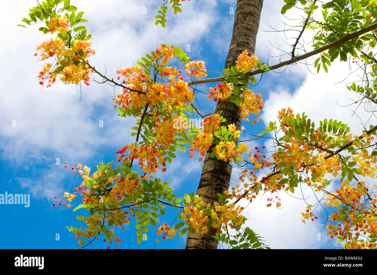 Flowering rainbow shower tree against blue sky in the tropics Stock